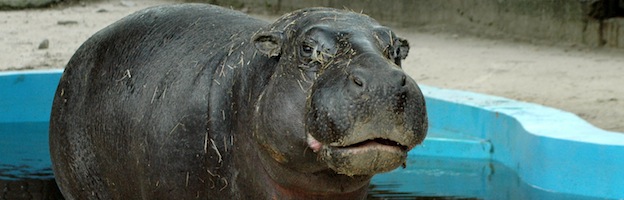 Detail Type Of Hippo Nomer 4