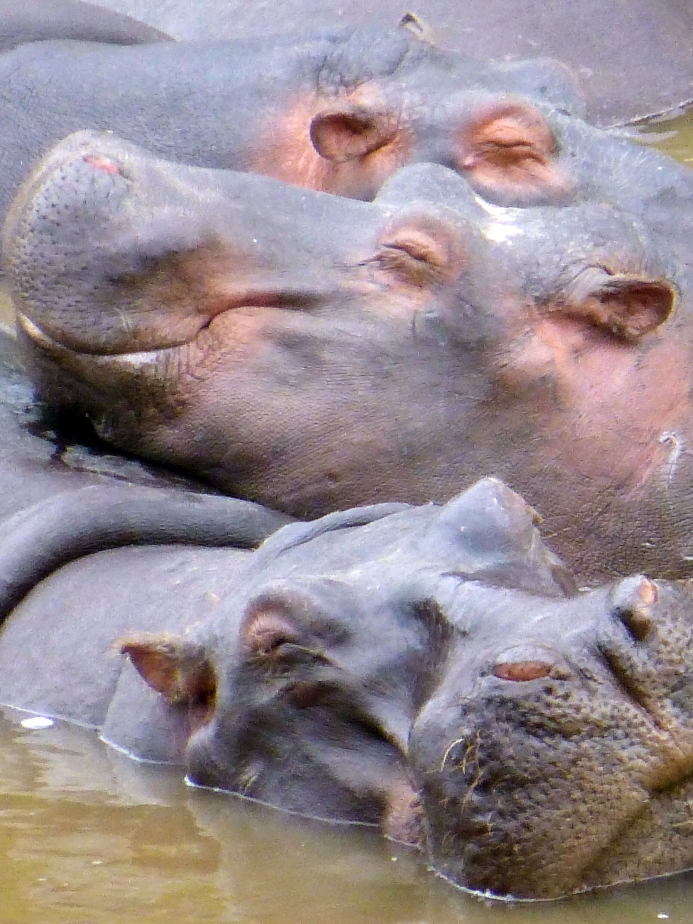 Detail Type Of Hippo Nomer 33