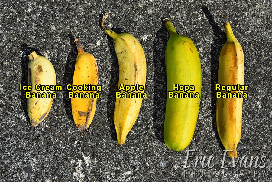 Detail Types Of Bananas Pictures Nomer 9