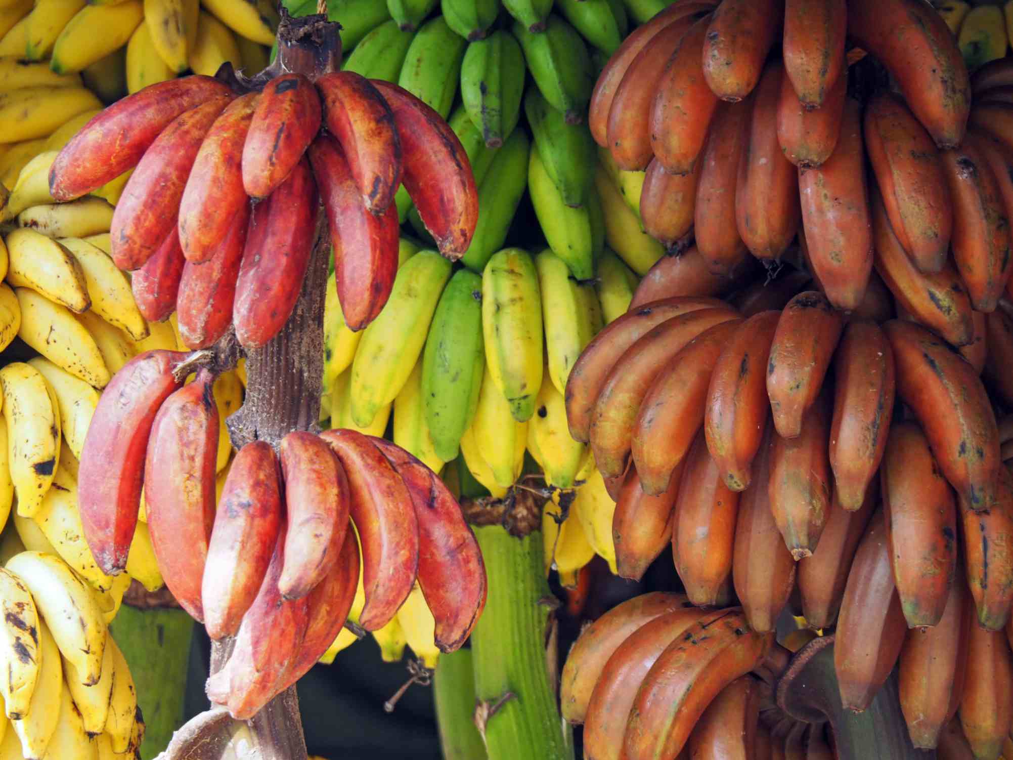 Detail Types Of Bananas Pictures Nomer 3