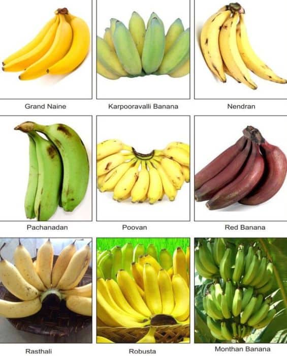 Detail Types Of Bananas Pictures Nomer 22