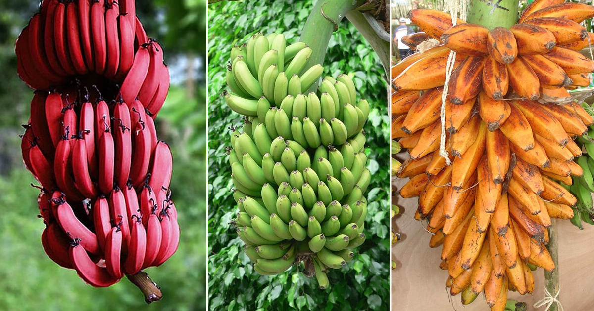 Detail Types Of Bananas Pictures Nomer 4