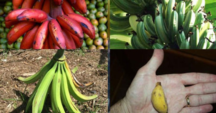 Detail Types Of Bananas Pictures Nomer 23