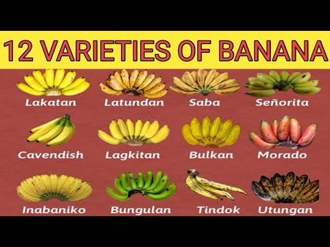 Detail Types Of Bananas Pictures Nomer 26