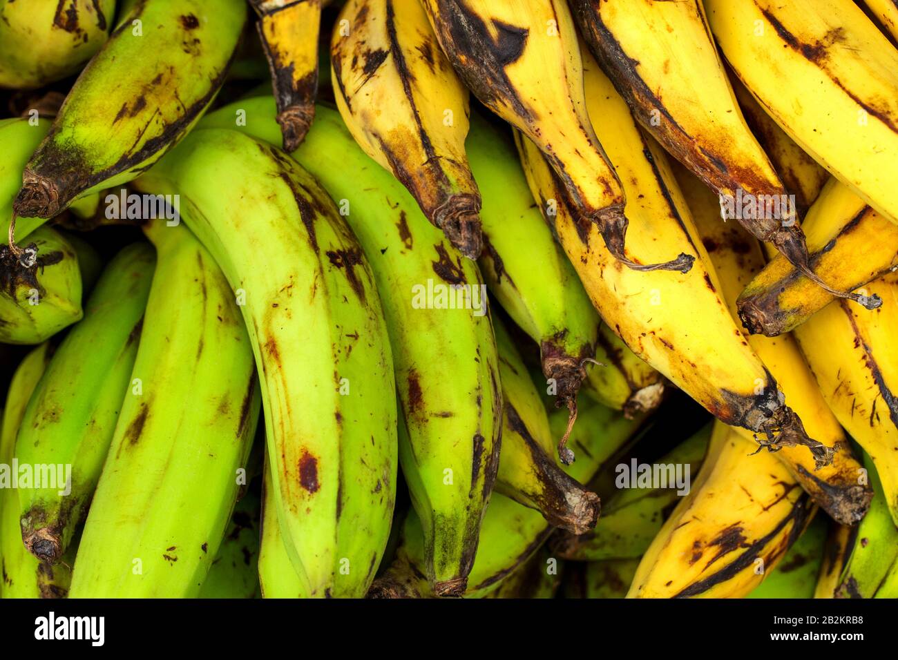 Detail Types Of Bananas Pictures Nomer 30