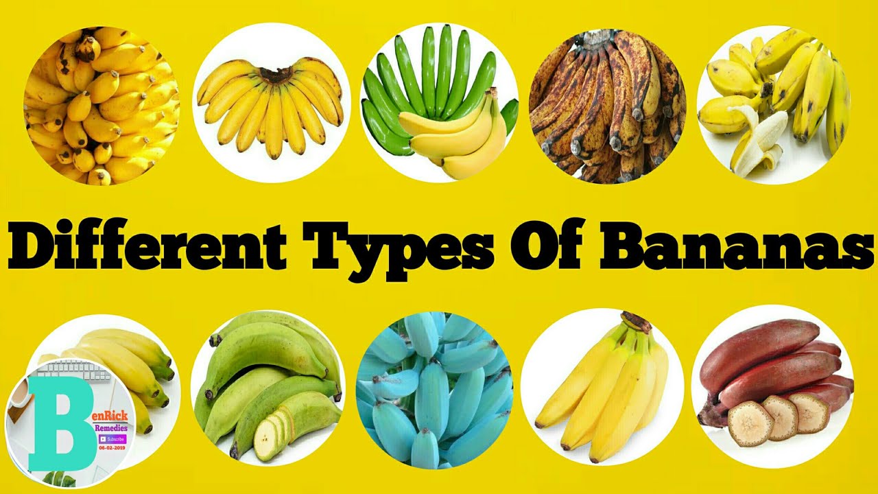 Detail Types Of Bananas Pictures Nomer 5