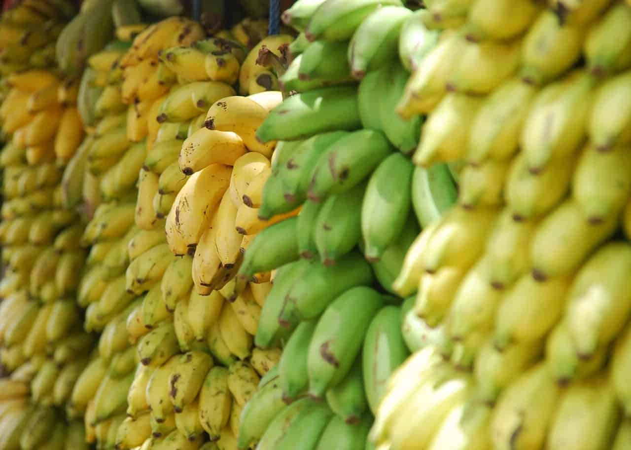 Detail Types Of Bananas Pictures Nomer 44