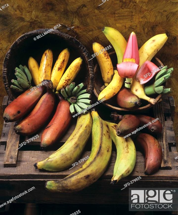 Detail Types Of Bananas Pictures Nomer 48