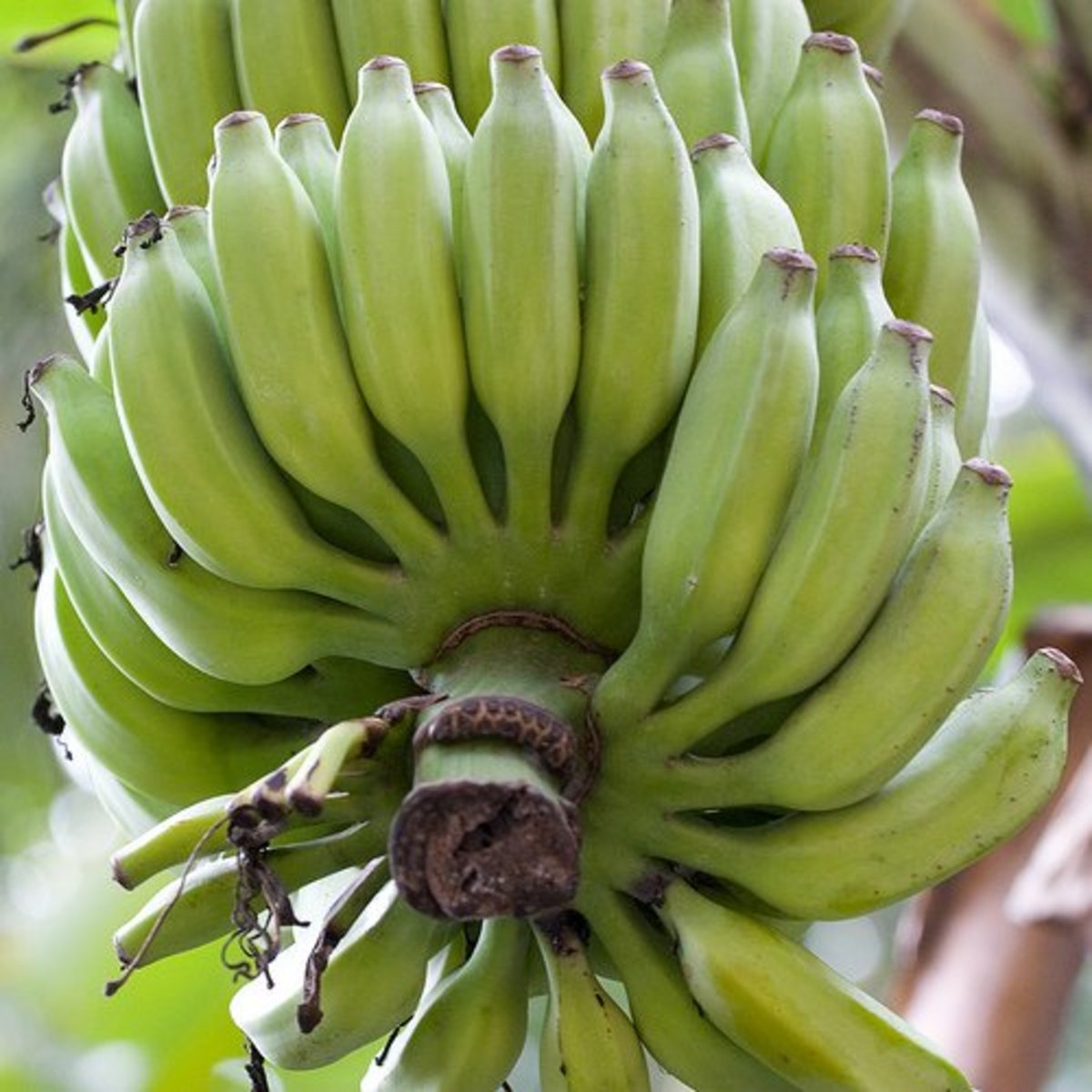 Detail Types Of Bananas Pictures Nomer 8