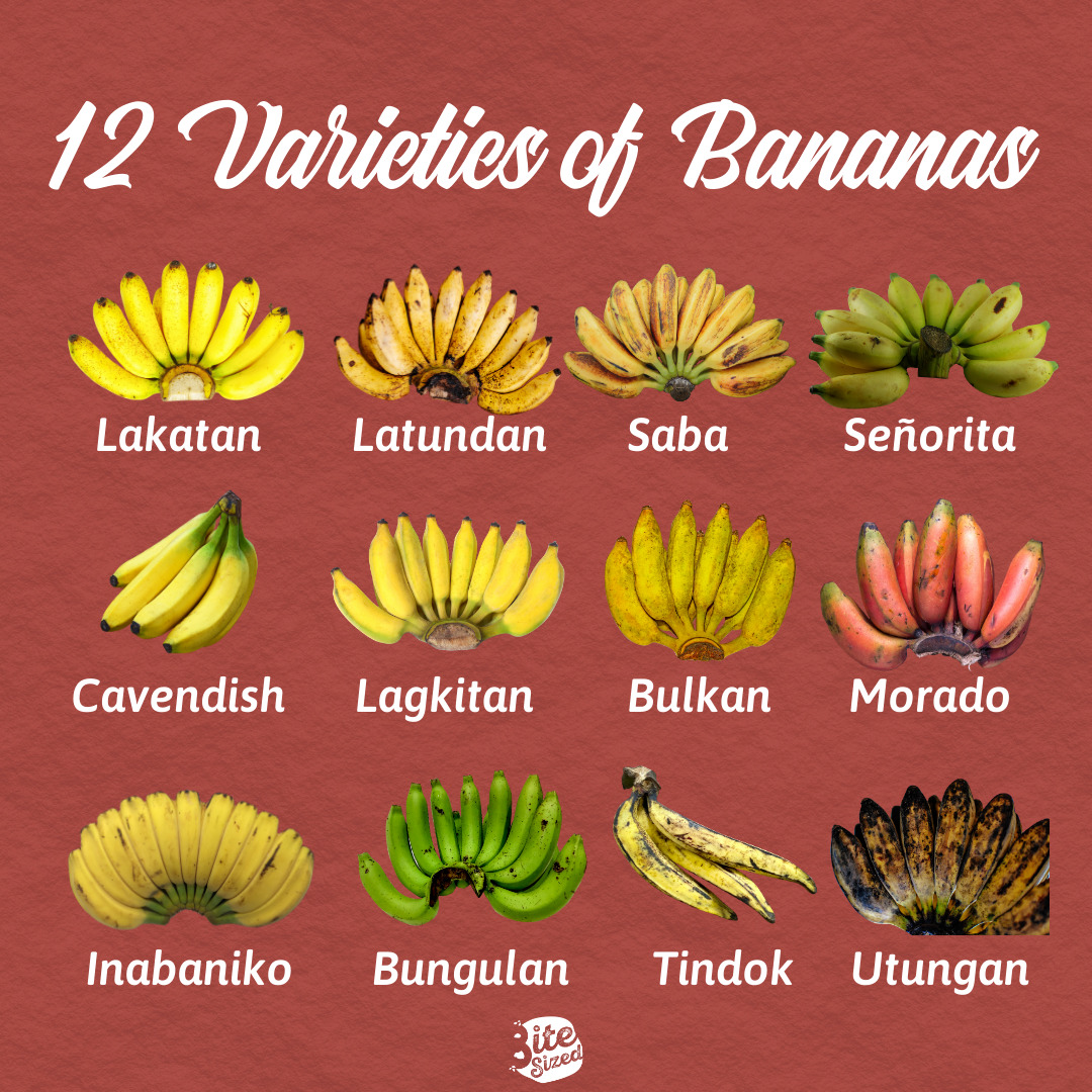 Detail Types Of Bananas Pictures And Names Nomer 12