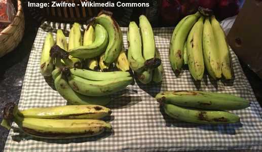 Detail Types Of Bananas Pictures And Names Nomer 15