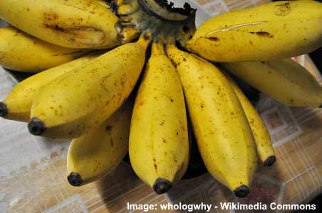 Detail Types Of Bananas Pictures And Names Nomer 19