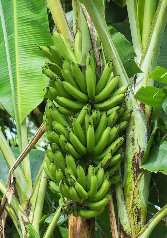 Detail Types Of Bananas Pictures And Names Nomer 22