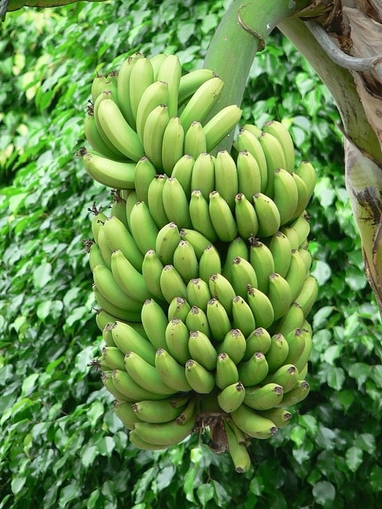 Detail Types Of Bananas Pictures And Names Nomer 26