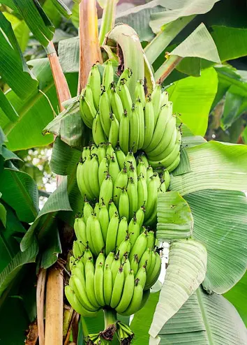 Detail Types Of Bananas Pictures And Names Nomer 32