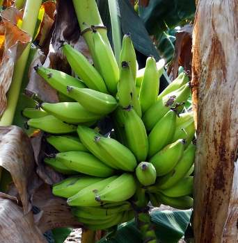 Detail Types Of Bananas Pictures And Names Nomer 35