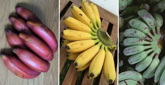 Detail Types Of Bananas Pictures And Names Nomer 5