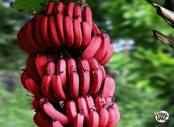 Detail Types Of Bananas Pictures And Names Nomer 38