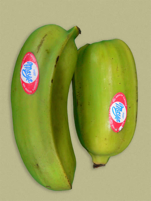 Detail Types Of Bananas Pictures And Names Nomer 39