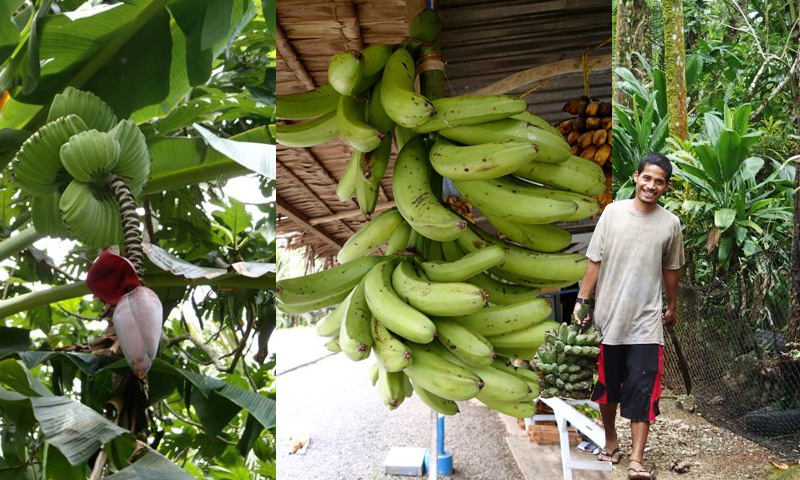 Detail Types Of Bananas Pictures And Names Nomer 43