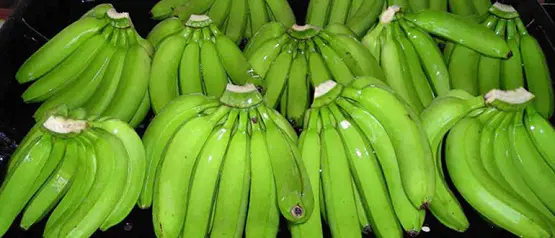 Detail Types Of Bananas Pictures And Names Nomer 44