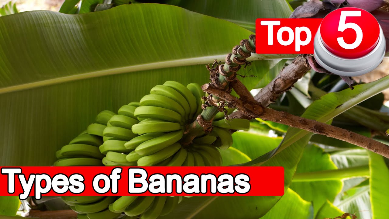 Detail Types Of Bananas Pictures And Names Nomer 45