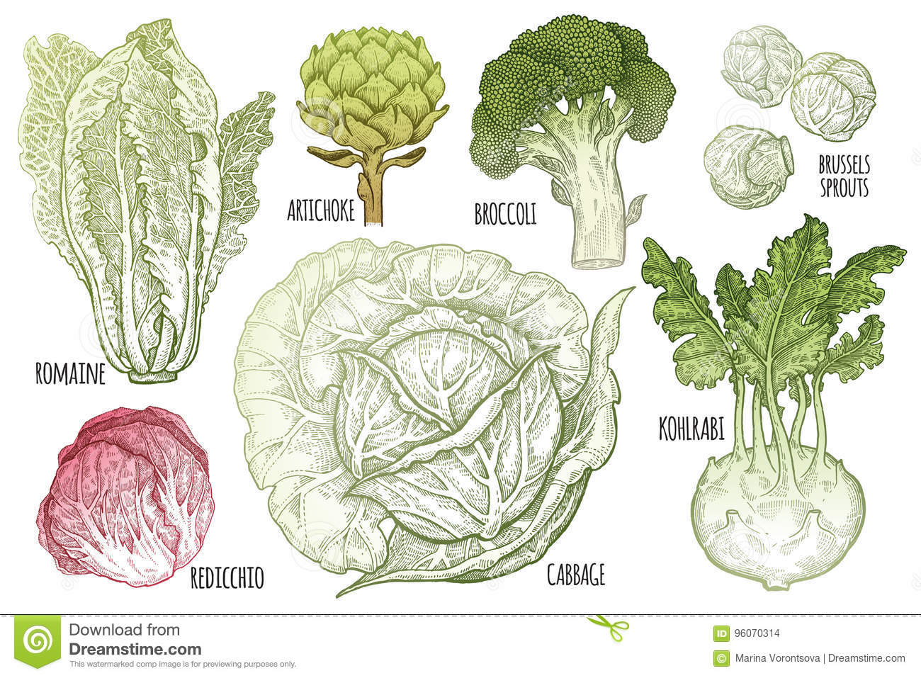 Detail Types Of Cabbage Images Nomer 21