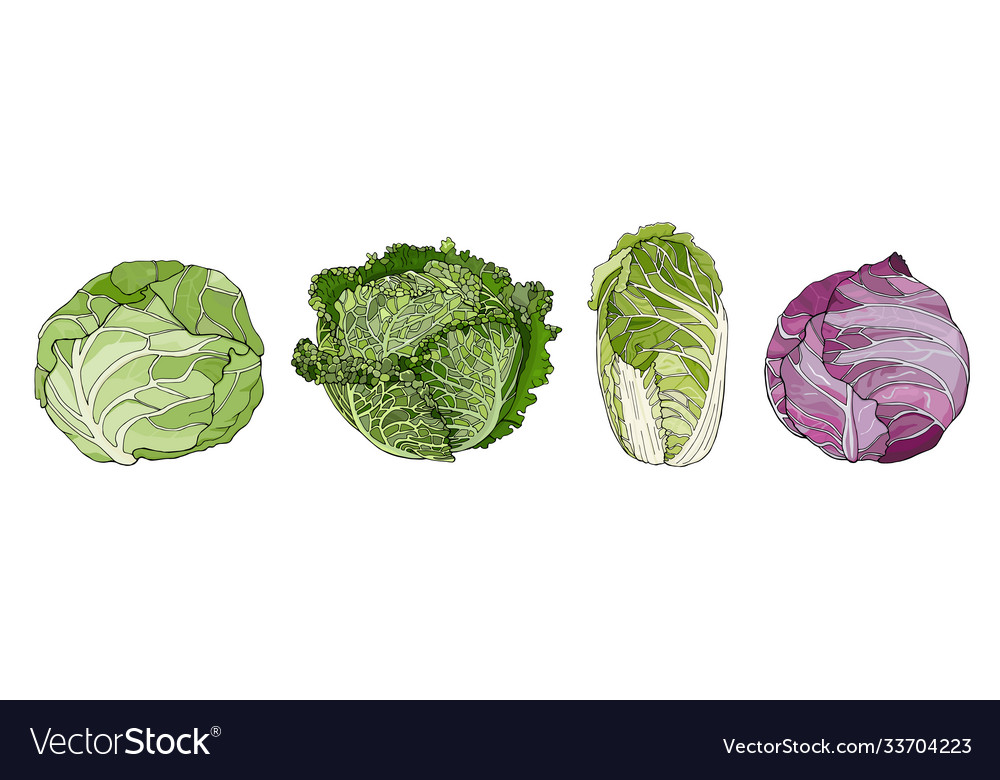 Detail Types Of Cabbage Images Nomer 45