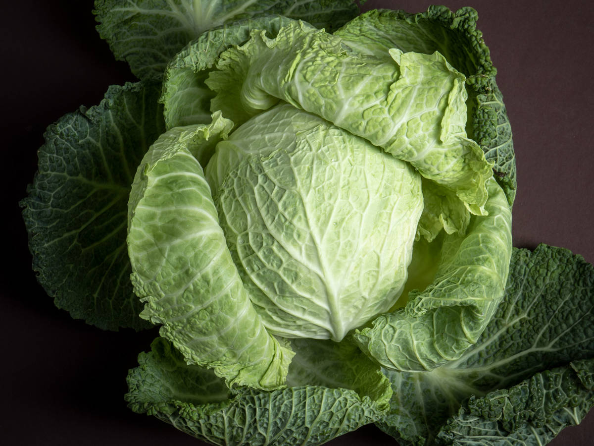 Detail Types Of Cabbage Images Nomer 52