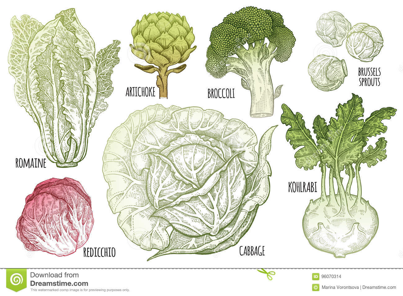 Detail Types Of Cabbage Pictures Nomer 26