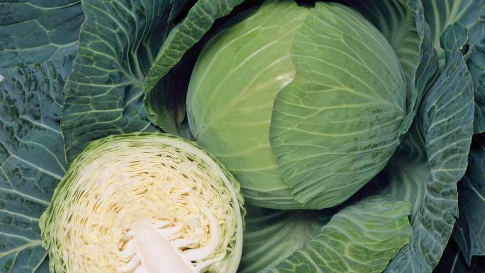 Detail Types Of Cabbage Pictures Nomer 30