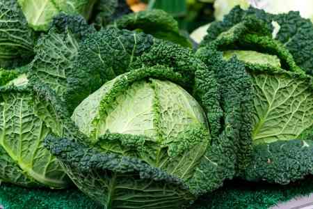 Detail Types Of Cabbage Pictures Nomer 33