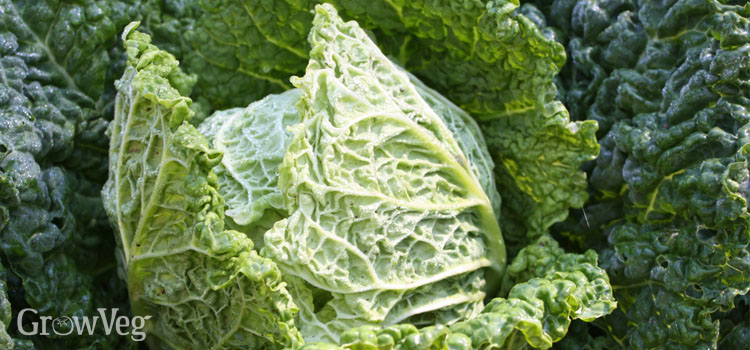 Detail Types Of Cabbage Pictures Nomer 36