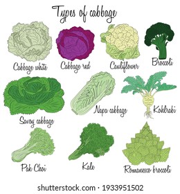 Detail Types Of Cabbage Pictures Nomer 5