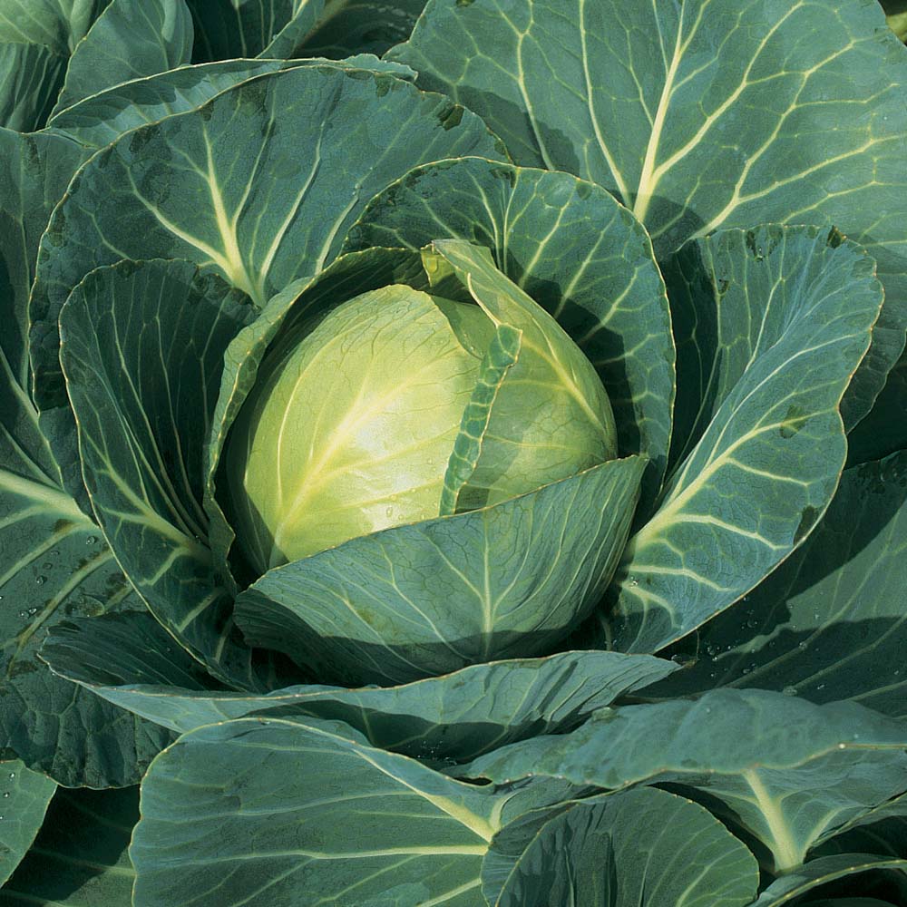 Detail Types Of Cabbage Pictures Nomer 39