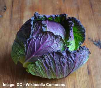 Detail Types Of Cabbage Pictures Nomer 46