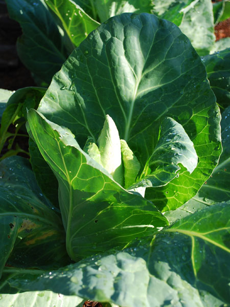 Detail Types Of Cabbage Pictures Nomer 47