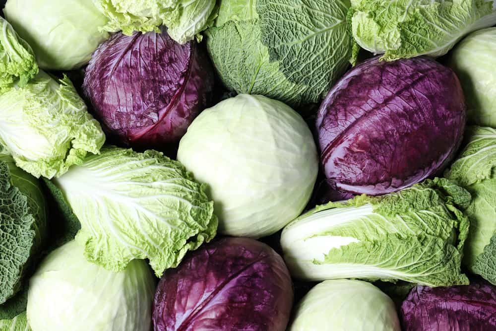 Detail Types Of Cabbage Pictures Nomer 51