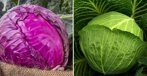 Detail Types Of Cabbage Pictures Nomer 8