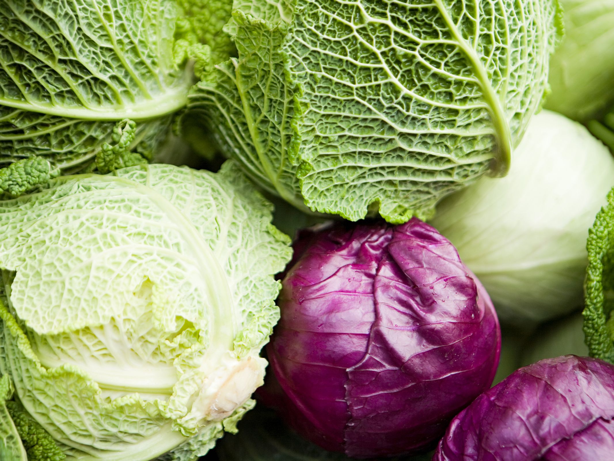 Detail Types Of Cabbage With Pictures Nomer 4