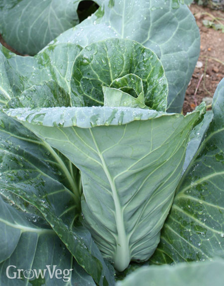 Detail Types Of Cabbage With Pictures Nomer 54