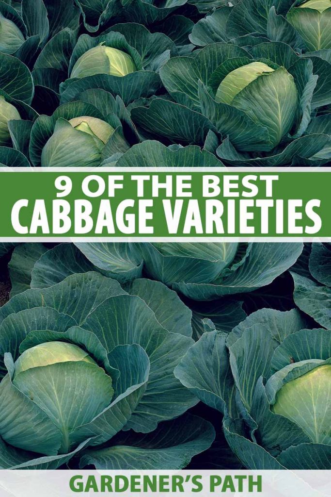 Detail Types Of Cabbages Images Nomer 14