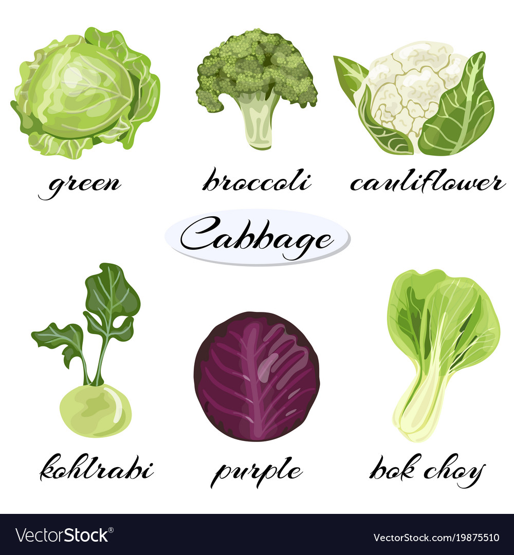Detail Types Of Cabbages Images Nomer 15