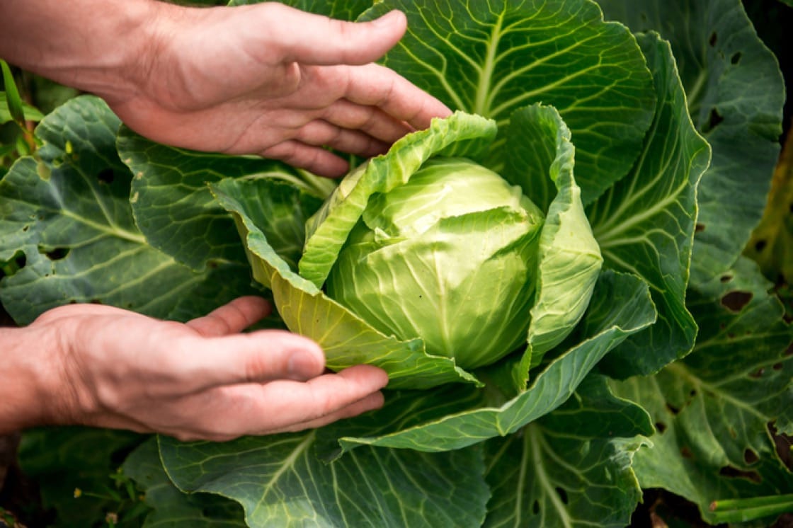 Detail Types Of Cabbages Images Nomer 19