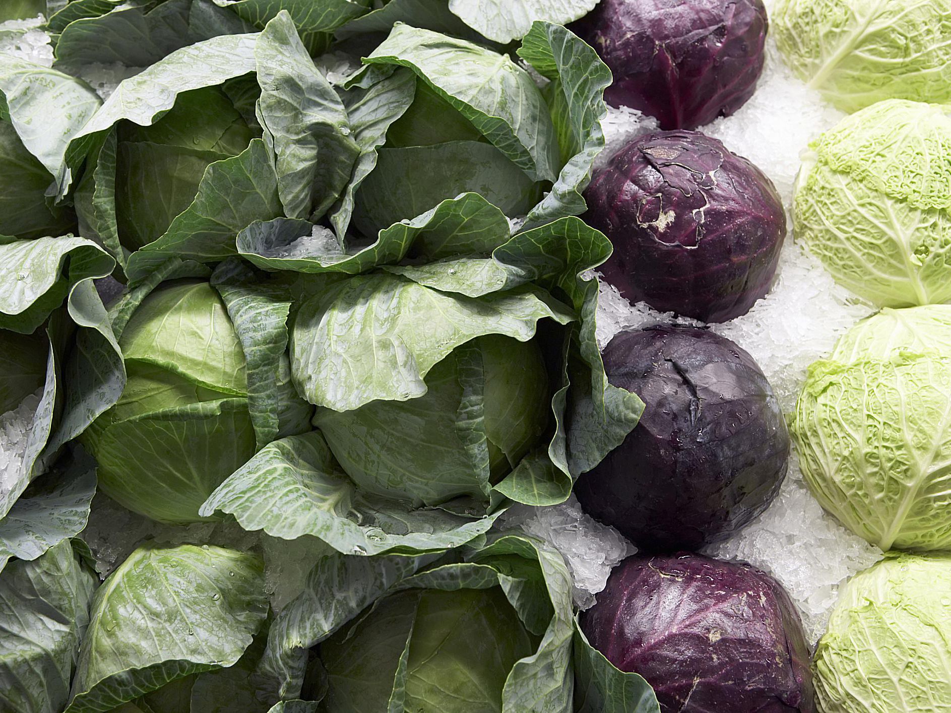 Detail Types Of Cabbages Images Nomer 3