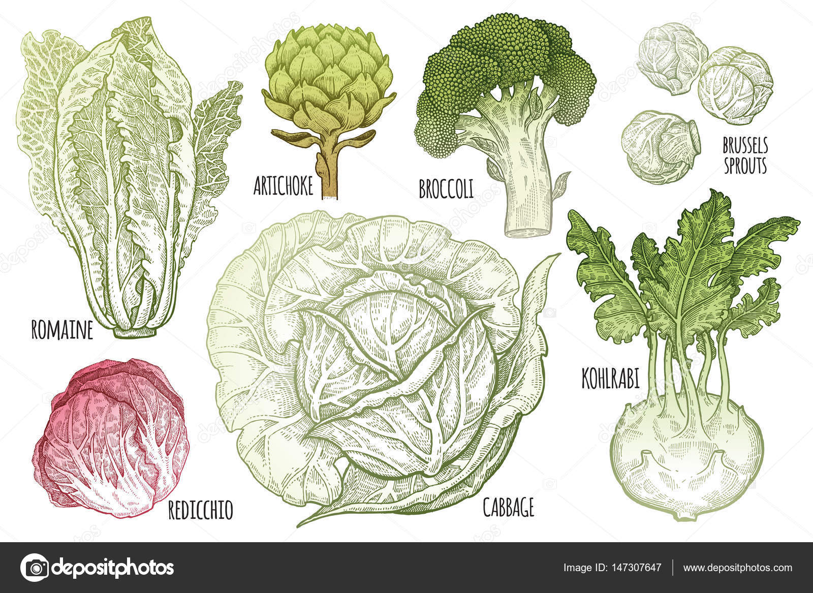 Detail Types Of Cabbages Images Nomer 27