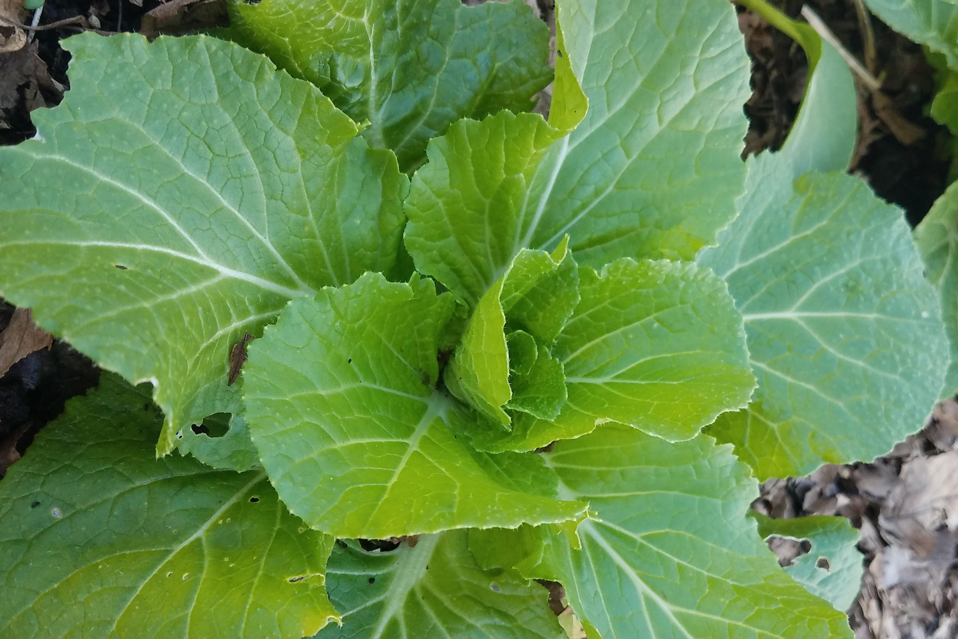 Detail Types Of Cabbages Images Nomer 30