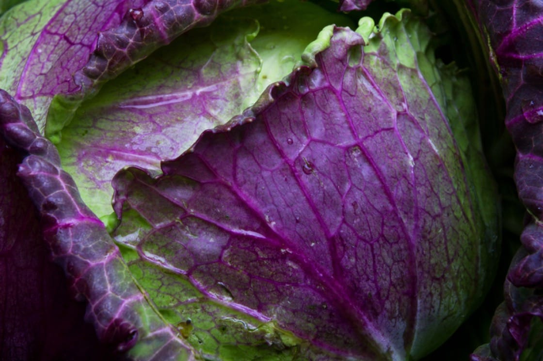 Detail Types Of Cabbages Images Nomer 31