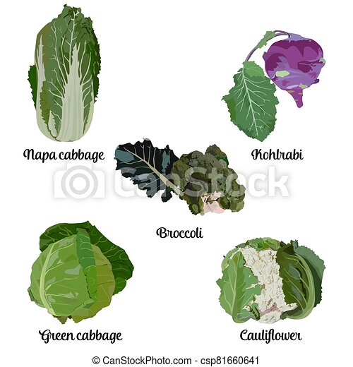 Detail Types Of Cabbages Images Nomer 32