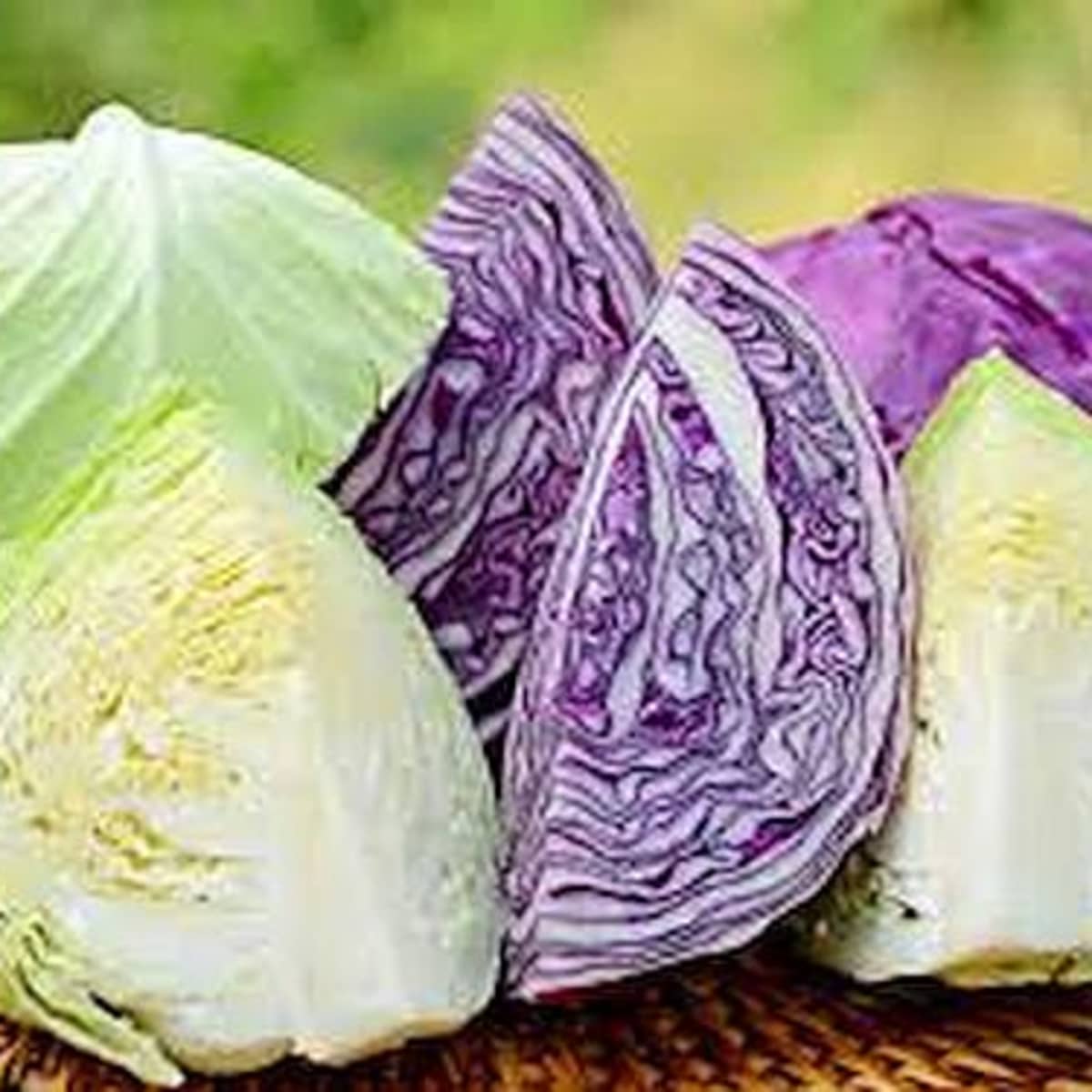 Detail Types Of Cabbages Images Nomer 38